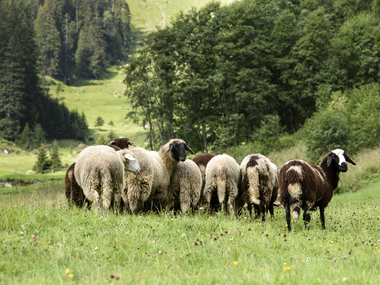 © SAELY PATRICK PHOTOGRAPHY