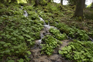 © PATRICK SAELY PHOTOGRAPHY