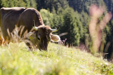 © Stefan Kothenr Photography