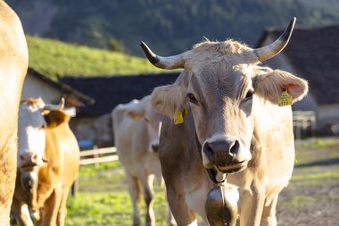 © Stefan Kothenr Photography