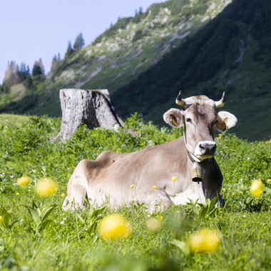 © Stefan Kothenr Photography