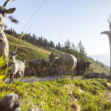 © Stefan Kothenr Photography