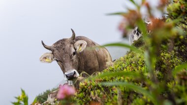 © Stefan Kothenr Photography