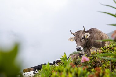 © Stefan Kothenr Photography