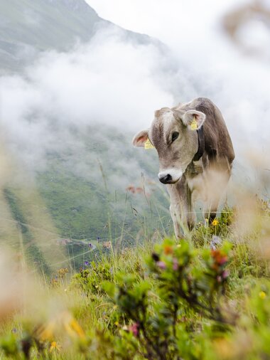 © Stefan Kothenr Photography