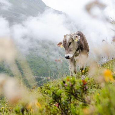 © Stefan Kothenr Photography