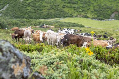 © Stefan Kothenr Photography