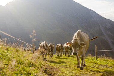 © Stefan Kothenr Photography