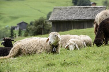 © SAELY PATRICK PHOTOGRAPHY