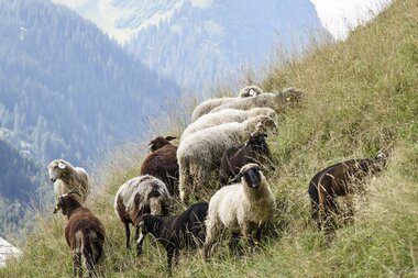 © SAELY PATRICK PHOTOGRAPHY