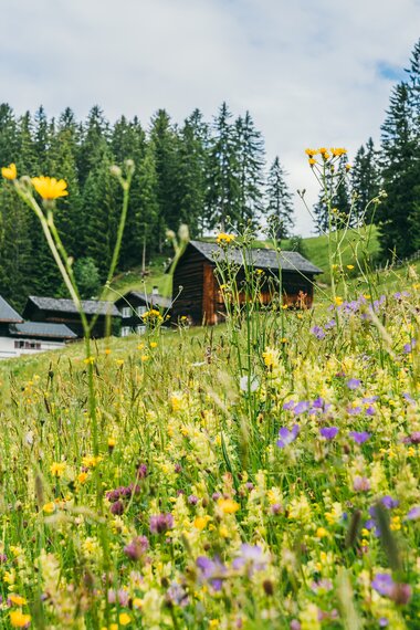 Knappenwanderung Silbertal über Bartholomäberg nach Schruns, Maisäß am Kristberg, Blumenwiese | © Packyourthingsandtravel / Montafon Tourismus GmbH