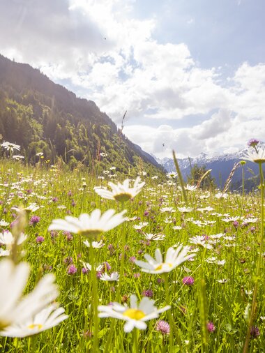Alpenmosaik, Blumenwiese, | © Stefan Kothner / Montafon Tourismus GmbH