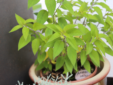 © Roland Fritsch / Montafon