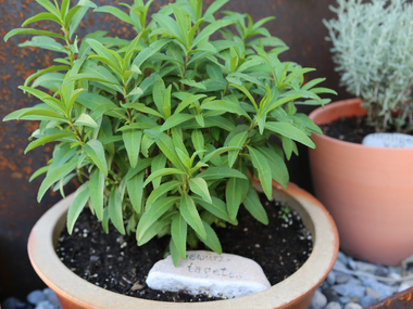 © Roland Fritsch / Montafon