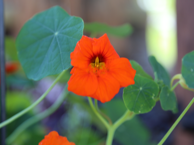 © Roland Fritsch / Montafon