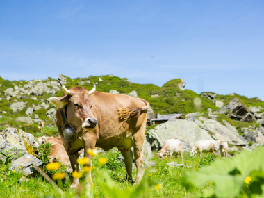 © Stefan Kothner / Montafon