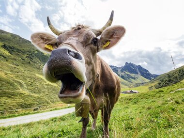 © Andreas Haller / Montafon