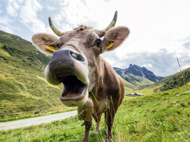 © Andreas Haller / Montafon