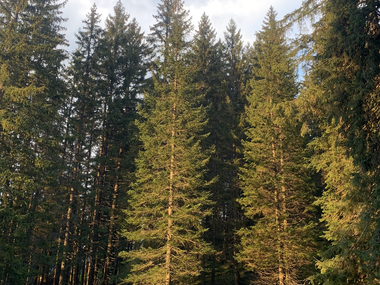 © Roland Fritsch / Montafon