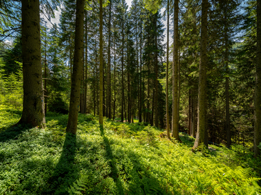 © Stefan Kothner / Montafon