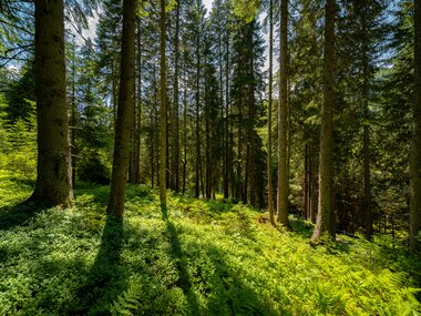 © Stefan Kothner / Montafon