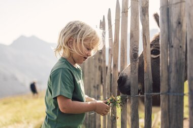 Ein blondes Kind füttert einen Esel durch einen Holzzaun auf einer sonnigen Alpwiese in Gargellen. Im Hintergrund sind Berge und eine weiche Abendstimmung zu sehen. | © Gargellner Bergbahnen GmbH & Co KG, Daniel Zangerl