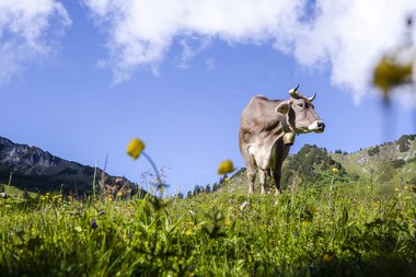 © Stefan Kothenr Photography