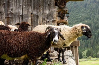 © SAELY PATRICK PHOTOGRAPHY